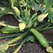 Семена кабачка Язума F1, светло-зеленого кустового, Kitano Seeds 89552 фото 2