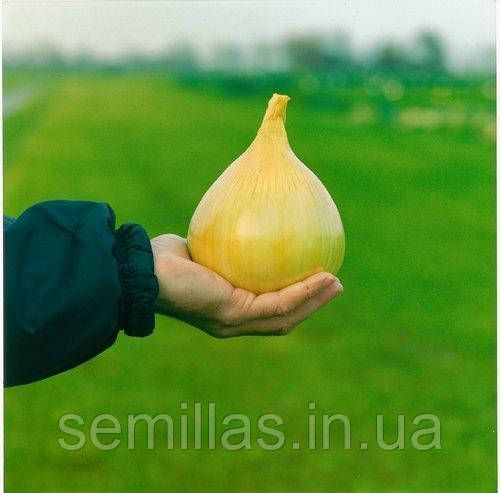 Насіння цибулі Ексібішн, 500 шт., ріпчатої салатної, ТМ "Лєда Агро" 89883 фото