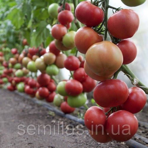 Насіння томату КС 1157 (KS 1157) F1, рожевого індетермінантного, Kitano Seeds, 100 нас. 89557 фото