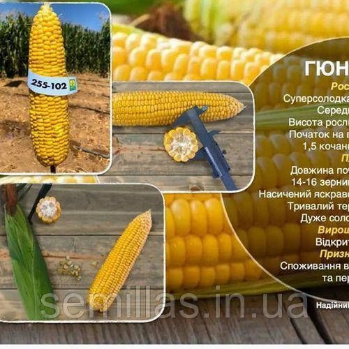 Семена кукурузы Гюнес F1, 100 шт., суперсладкой, ТМ "Леда Агро" 89733 фото