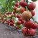 Насіння томату КС 1157 (KS 1157) F1, рожевого індетермінантного, Kitano Seeds, 100 нас. 89557 фото 2