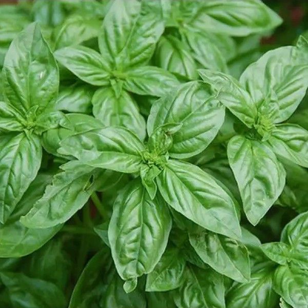 Семена базилика Боназза, зеленого, генуэзский тип, LedaAgro 89784 фото