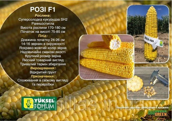 Насіння кукурудзи Розі F1, 100 шт., суперсолодкої, ТМ "Лєда Агро" 89735 фото
