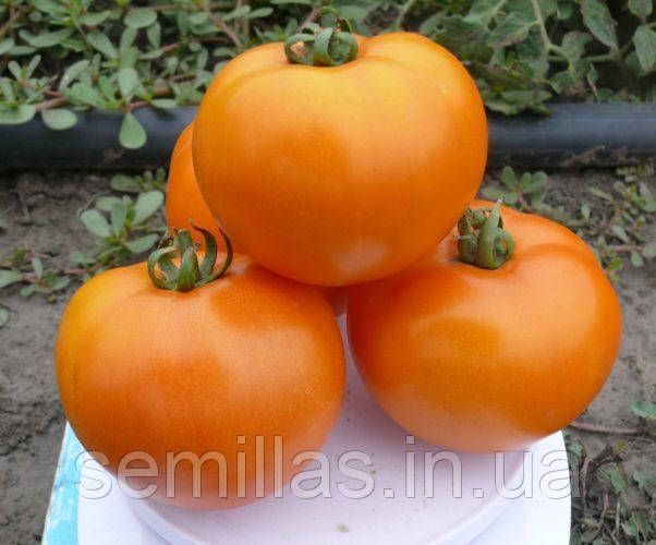 Насіння томату Солідо (Solido) F1, оранжевого детермінантного, Spark Seeds. 500 шт. 89192 фото