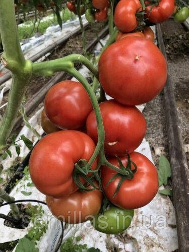 Семена томата Клад (Klad) F1, индетерминантного, Spark Seeds 89507 фото