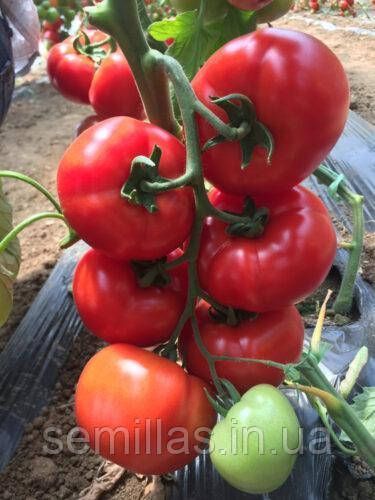 Семена томата Клад (Klad) F1, индетерминантного, Spark Seeds 89507 фото