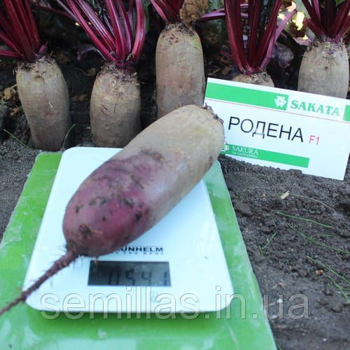 Насіння буряка Родена (Rodena) F1, 50000 шт., циліндричної столової 89168 фото