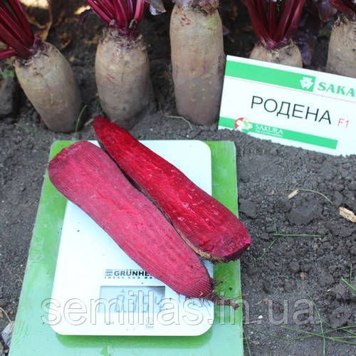 Насіння буряка Родена (Rodena) F1, 50000 шт., циліндричної столової 89168 фото