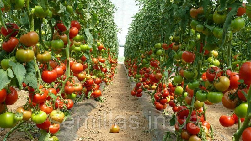 Семена томата Клад (Klad) F1, индетерминантного, Spark Seeds 89507 фото
