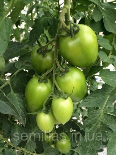 Семена томата Эльза (Elza) F1, индетерминантного, Spark Seeds 89508 фото