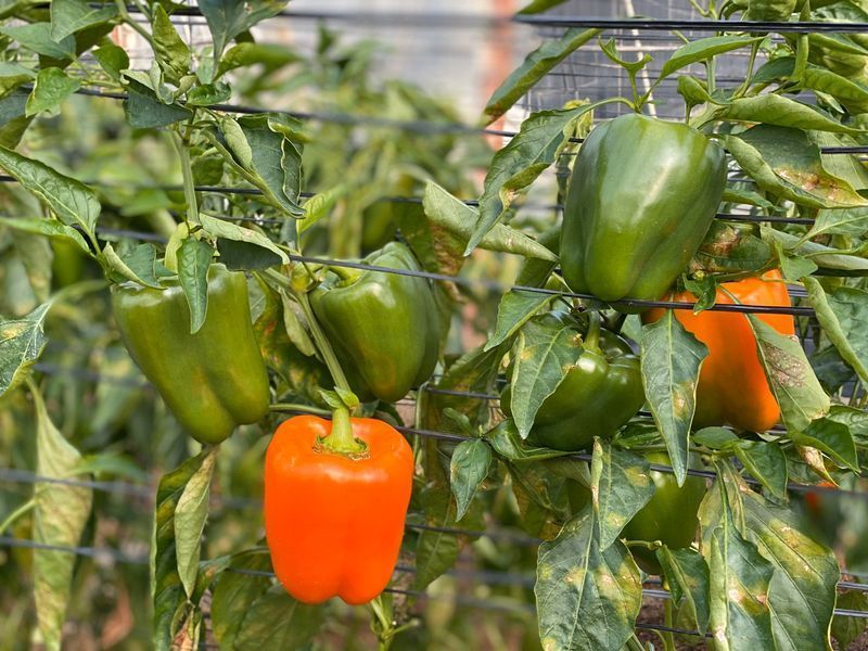 Насіння солодкого перцю Клементін F1, кубовидного, помаранчевого, Yuksel Seeds, 50 шт 90138 фото