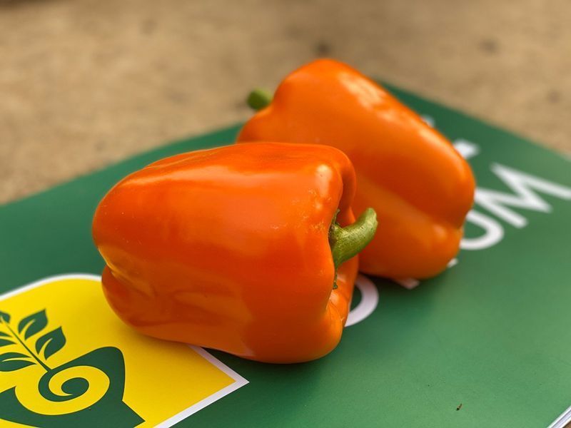 Насіння солодкого перцю Клементін F1, кубовидного, помаранчевого, Yuksel Seeds, 50 шт 90138 фото
