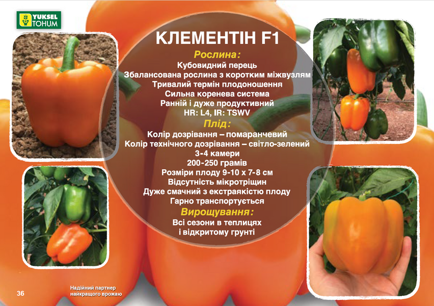Насіння солодкого перцю Клементін F1, кубовидного, помаранчевого, Yuksel Seeds, 50 шт 90138 фото