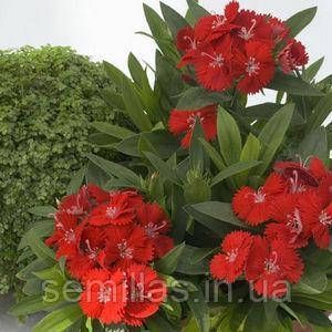 Семена гвоздики китайской Чиба F1, 50 шт., скарлет 89585 фото