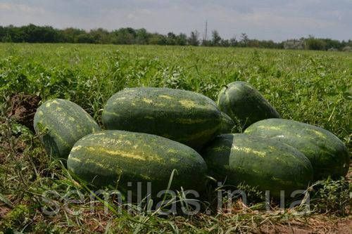 Насіння кавуна Юммі (Yummi) F1, тип Кримсон Світ, Spark Seeds, 1000 шт. 89174 фото