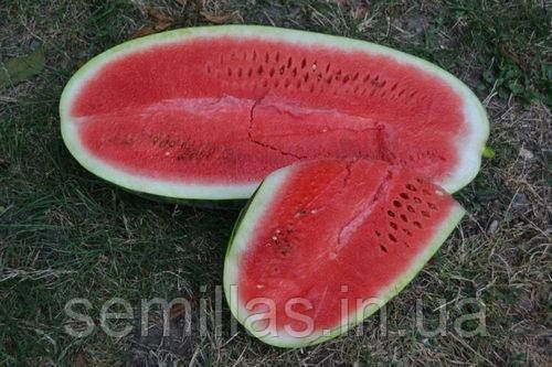 Насіння кавуна Юммі (Yummi) F1, тип Кримсон Світ, Spark Seeds, 1000 шт. 89174 фото