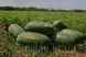 Насіння кавуна Юммі (Yummi) F1, тип Кримсон Світ, Spark Seeds, 1000 шт. 89174 фото 3