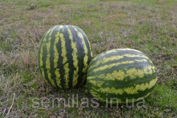 Семена арбуза АУ Продюсер (AU Producer), 500 гр., тип Кримсон Свит, United Genetics 89942 фото