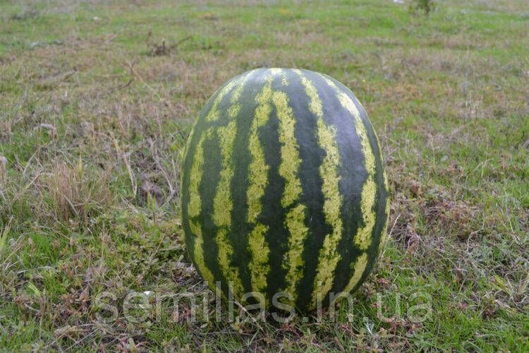 Семена арбуза АУ Продюсер (AU Producer), 500 гр., тип Кримсон Свит, United Genetics 89942 фото