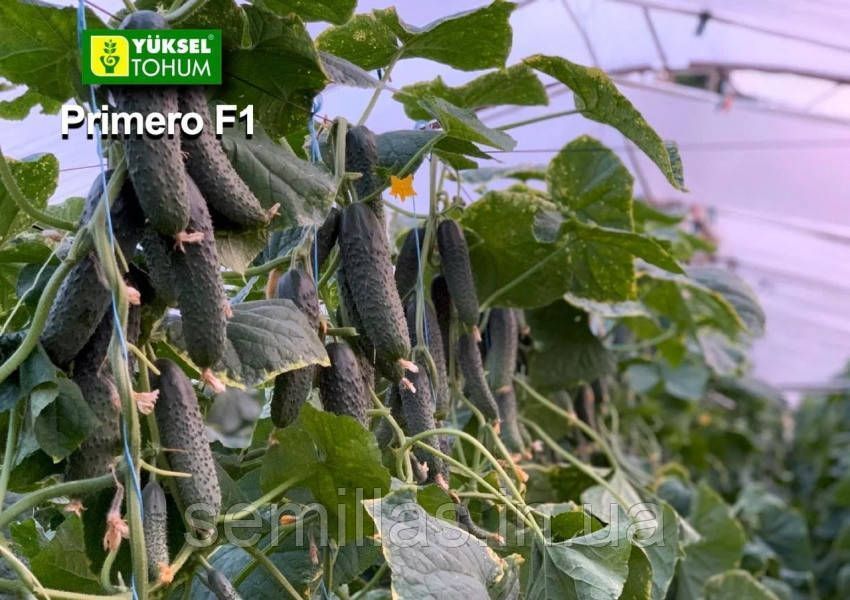 Семена огурца Примеро (Primero) F1, 50 шт., самоопыляемого, ТМ "Леда Агро 89458 фото