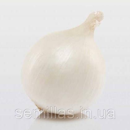 Лук севок Сноу Бол, 1 кг, белая средняя, (TOP Onion Sets) 89843 фото