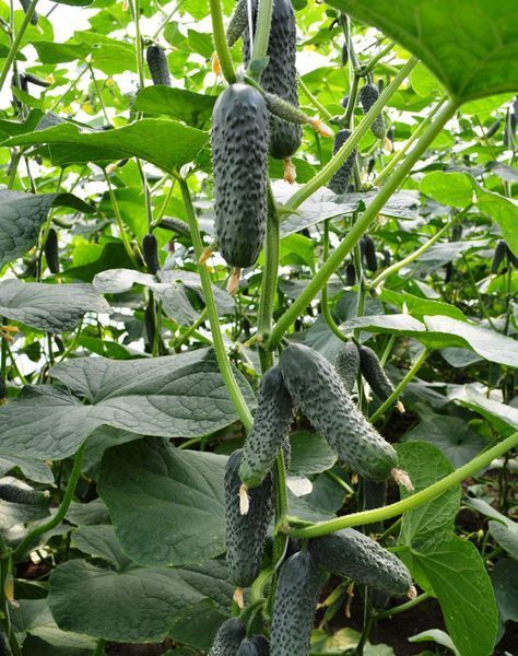 Семена огурца Лютояр (Lyutoyar) F1), самоопыляемого (партенокарпического), Yuksel Seeds 89149 фото
