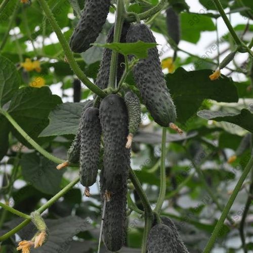 Семена огурца Лютояр (Lyutoyar) F1), самоопыляемого (партенокарпического), Yuksel Seeds 89149 фото