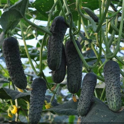 Семена огурца Лютояр (Lyutoyar) F1), самоопыляемого (партенокарпического), Yuksel Seeds 89149 фото