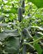 Семена огурца Лютояр (Lyutoyar) F1), самоопыляемого (партенокарпического), Yuksel Seeds 89149 фото 2