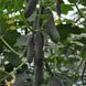 Семена огурца Лютояр (Lyutoyar) F1), самоопыляемого (партенокарпического), Yuksel Seeds 89149 фото 4