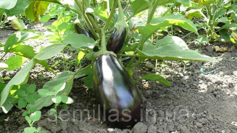 Насіння баклажана Чемодан F1, округлого, Spark Seeds, 1000 шт 89943 фото