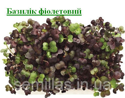 Базилик красный, 5 гр, семена для выращивания микрозелени 89693 фото
