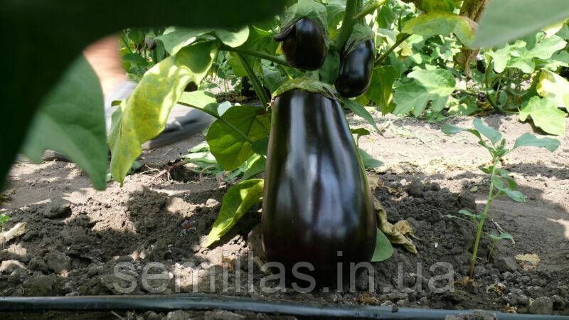 Насіння баклажану Модар F1, грушоподібного, Spark Seeds, 1000 шт 89944 фото