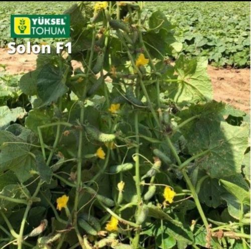 Семена огурца Солон (Solon) F1, партенокарпического (самоопыляемого), Yuksel Seeds 89153 фото