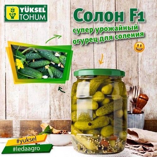 Семена огурца Солон (Solon) F1, партенокарпического (самоопыляемого), Yuksel Seeds 89153 фото