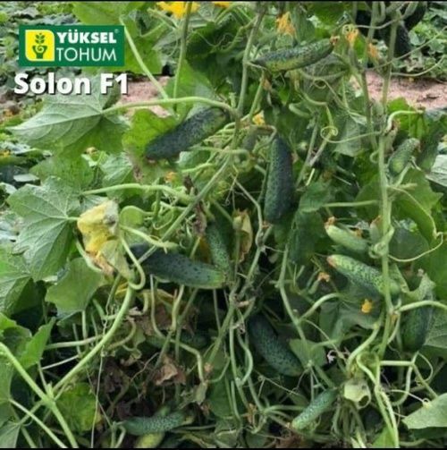 Семена огурца Солон (Solon) F1, партенокарпического (самоопыляемого), Yuksel Seeds 89153 фото