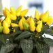 Семена перца Сальса F1, 20 шт., смесь, острого, декоративного, ТМ "ЛедаАгро" 89895 фото 5