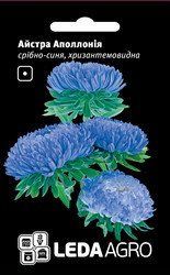 Семена астры Аполлония, 0,2 гр., серебристо-синяя, хризантемовидная 88790 фото