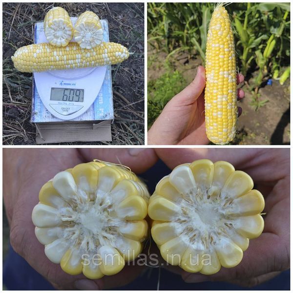 Насіння кукурудзи Акведук F1, біколор, суперсолодкої, Spark Seeds, 2500 шт. 89852 фото