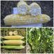 Насіння кукурудзи Акведук F1, біколор, суперсолодкої, Spark Seeds, 2500 шт. 89852 фото 1