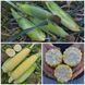 Насіння кукурудзи Акведук F1, біколор, суперсолодкої, Spark Seeds, 2500 шт. 89852 фото 2