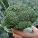Насіння брокколі Кезі F1, Kitano Seeds, 1 000 шт. 88444 фото 2