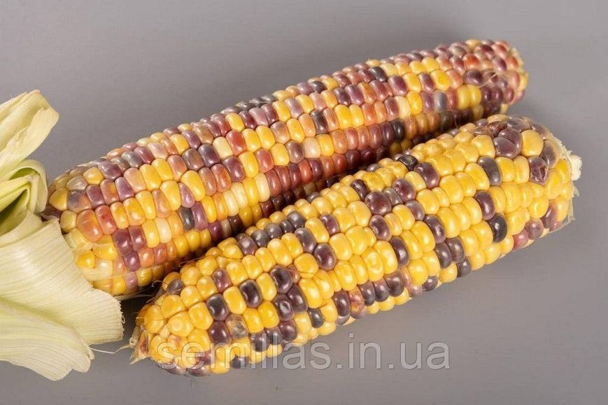 Насіння кукурудзи Бордо (Український Біколор) F1, 100 шт., біколор, суперсолодкої, ТМ "ЛєдаАгро" 89904 фото