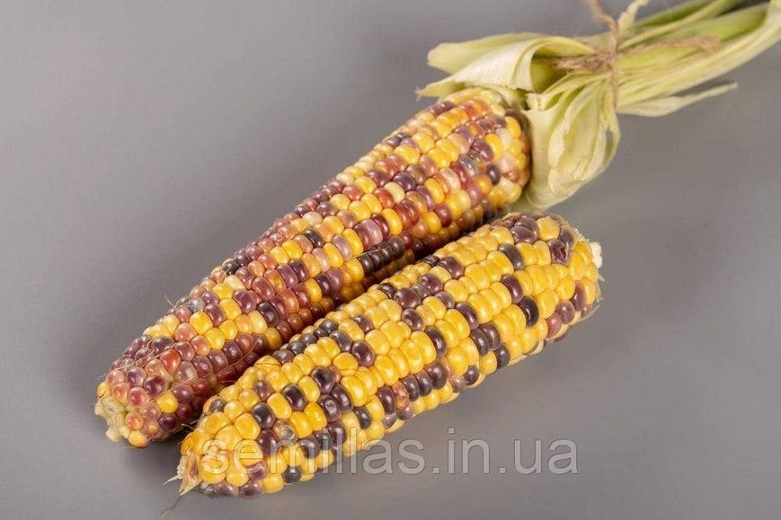 Насіння кукурудзи Бордо (Український Біколор) F1, 100 шт., біколор, суперсолодкої, ТМ "ЛєдаАгро" 89904 фото