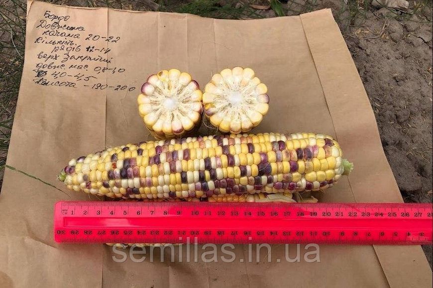 Насіння кукурудзи Бордо (Український Біколор) F1, 100 шт., біколор, суперсолодкої, ТМ "ЛєдаАгро" 89904 фото