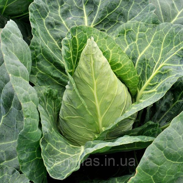 Семена капусты Чана F1, 20 шт. острокочанной, ТМ "ЛедаАгро" 89955 фото